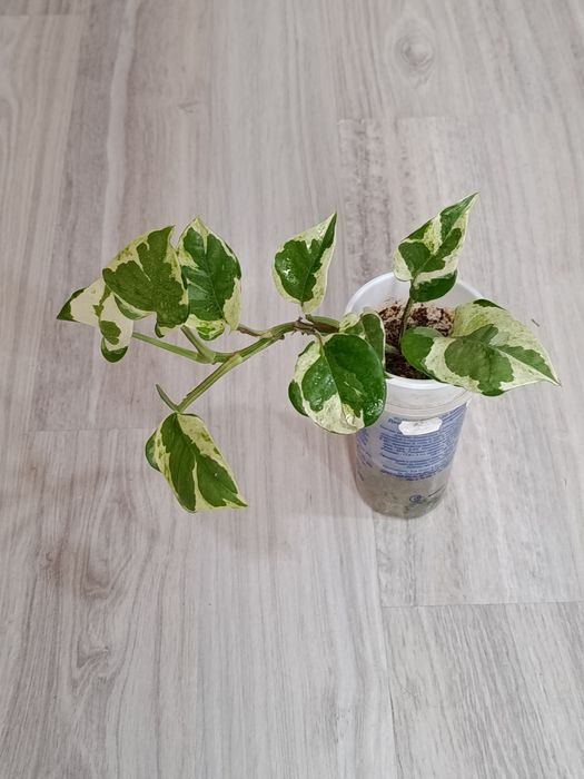 В продаже комнатные цветы