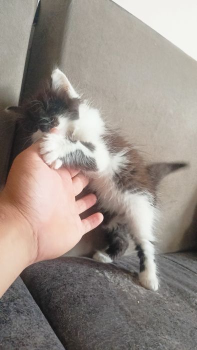 Мушукчалар сотилади