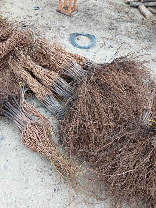 Butasi vitabde vie anul 3