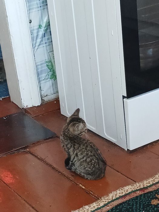 Отдам котят бесплатно