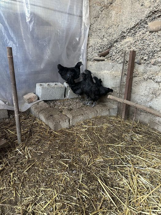 Продаю кур Аям цемани