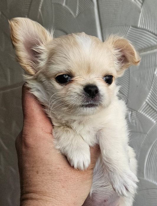 Щенок чихуахуа девочка