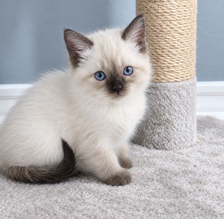 Ragdoll băiețel frumos