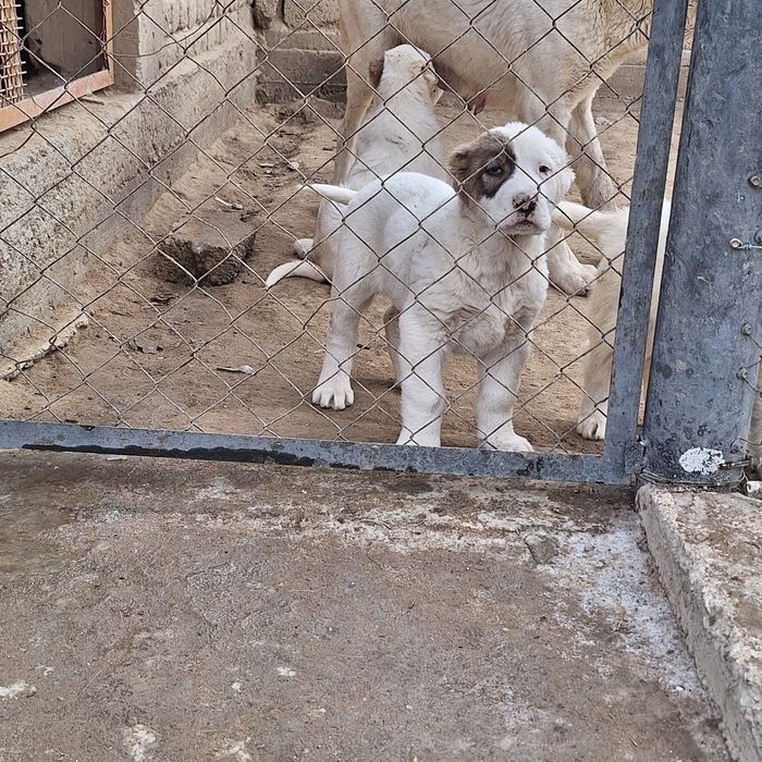 Алабай қарабасик күшіктер