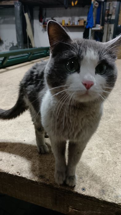 Кот молодой 1.5г не кастрирован