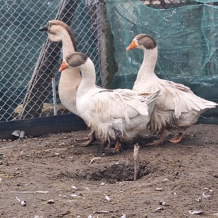 Vând gaste familie 2+ 1