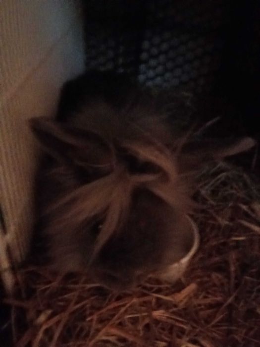 Donez o pereche de iepurași cap de leu