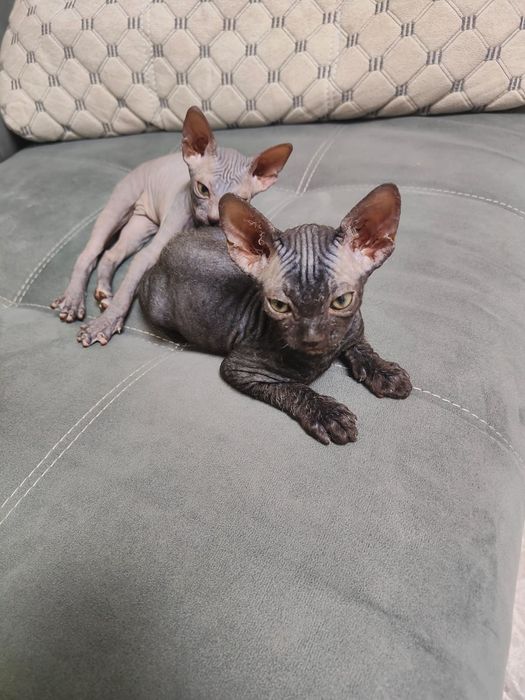 продам котят донского сфинкса