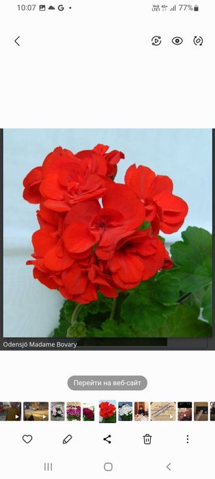 Продам комнатные пеларгонии