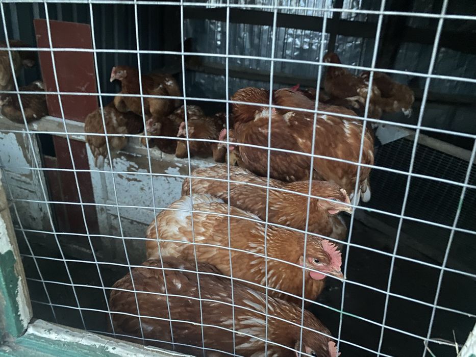 Продам куры молодые