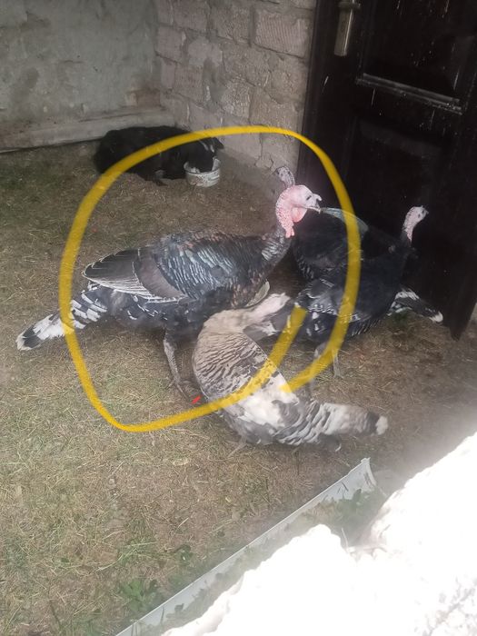 Индюк еркек мангыстау