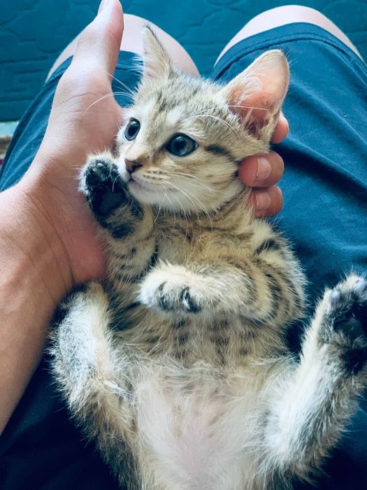 Рыжие котята !!!