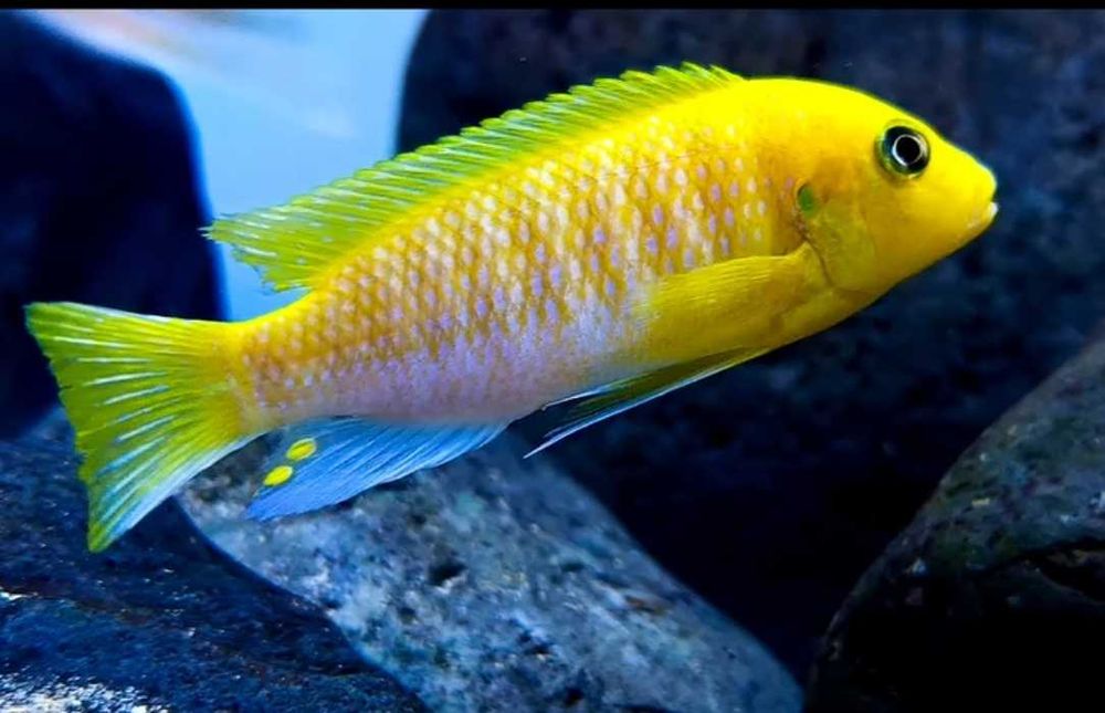 Псевдотрофеус  Аврора