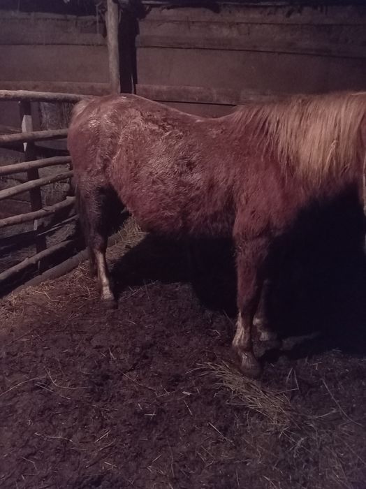 Продам лошадей с откорма