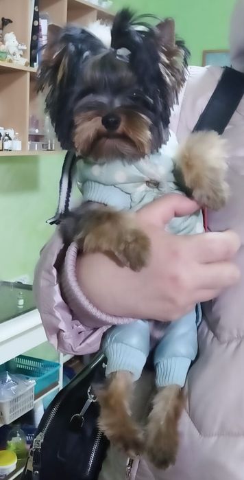 Кобель йорк мини для вязки