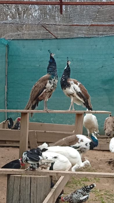 Vand femele arlechino