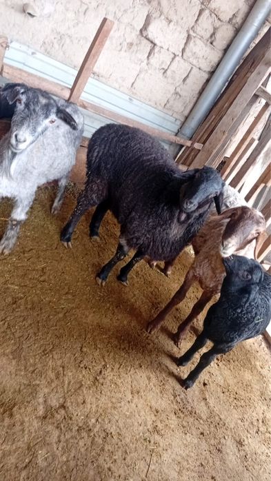 Семиз қойлар сатылады