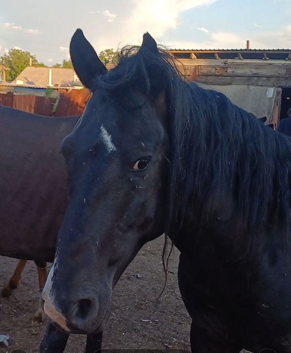 Конина на соғым 2500тг