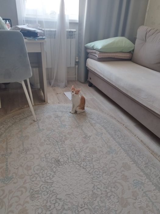 Кошечка 5 месяцев