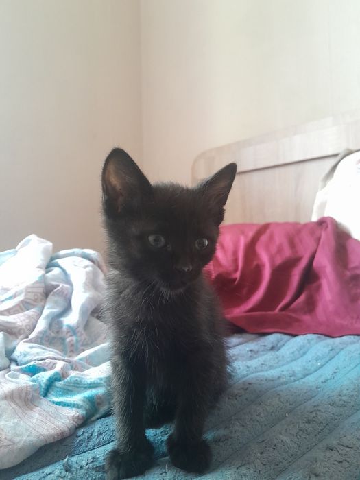 Отдам двух котят в добрые руки