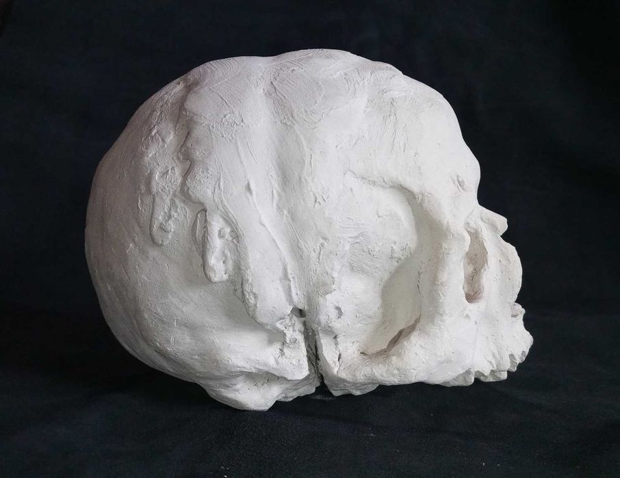 Craniu (mulaj din ghips)