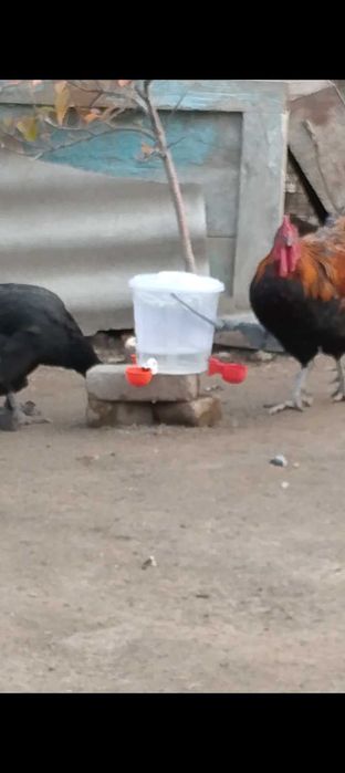 Автоматическая поилка