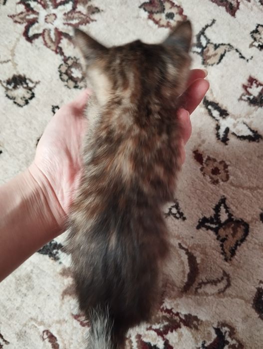 Mushuk yaxshi insonlar ga beriladi