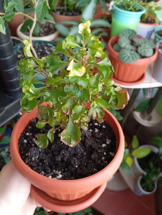 Продам цветы комнатные