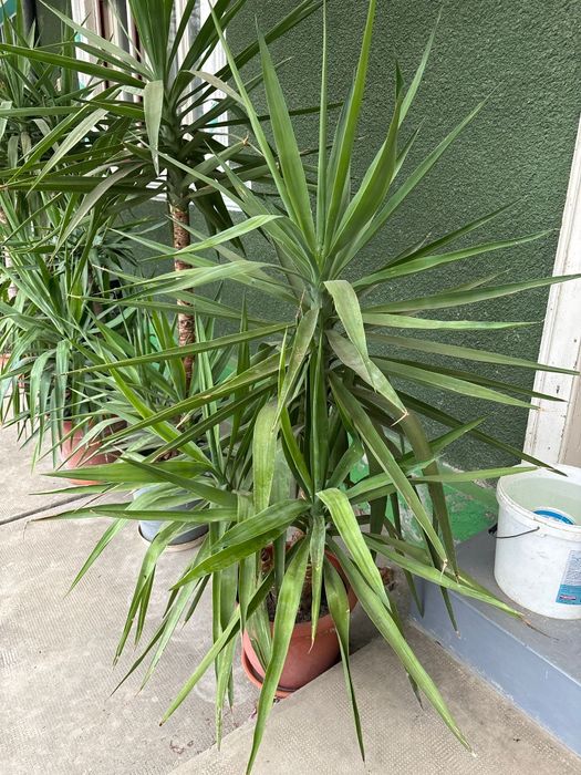 Vand plante Yucca
