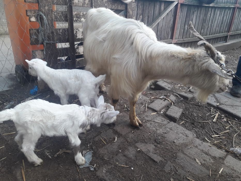 Vânt capră cu doi iezi