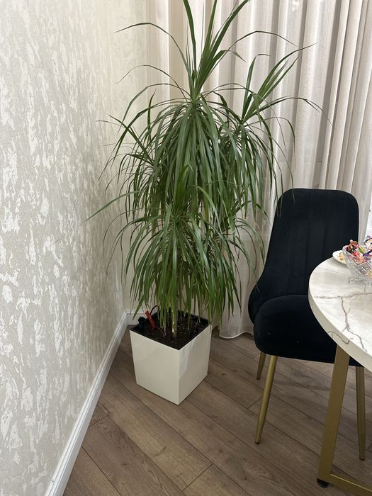 Продам  драцену окаймлённая