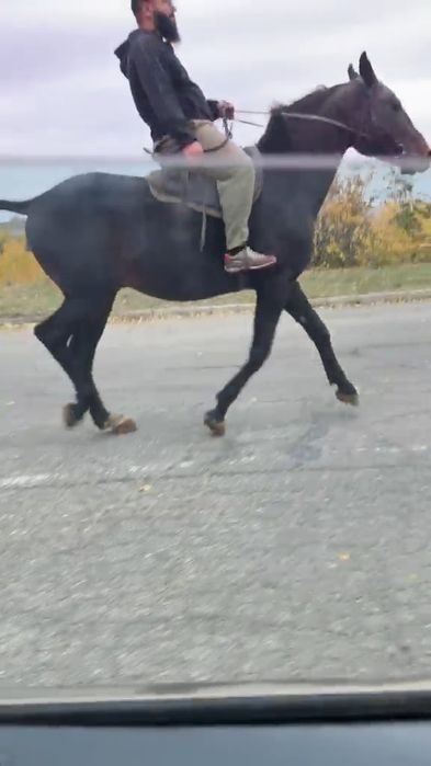 Продам супер иноходца