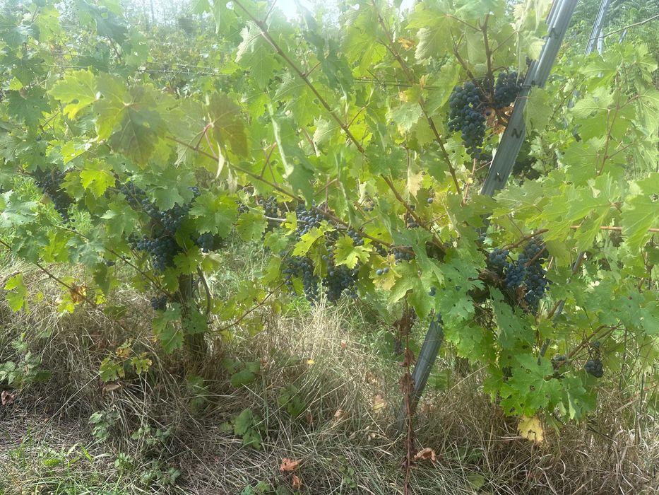 Vindem struguri cabernet sauvignon BIO - DOC MINIS