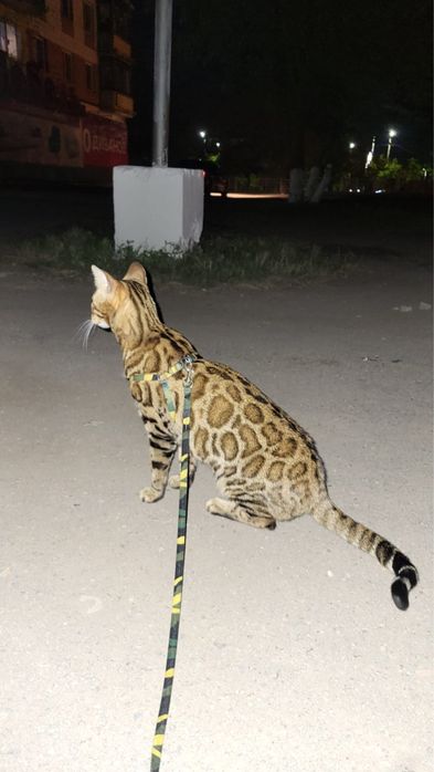 Кошка Бенгалка ищет жениха