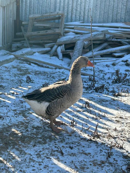 Қаз сатылады шт 15мың