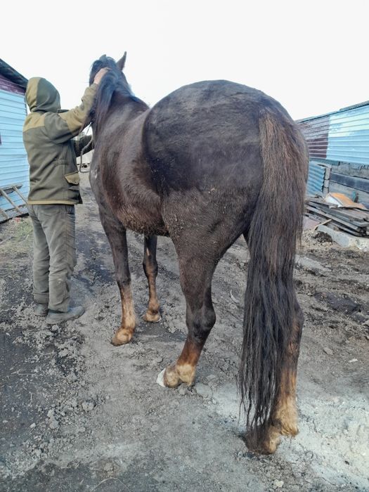 Кобылка на племя.