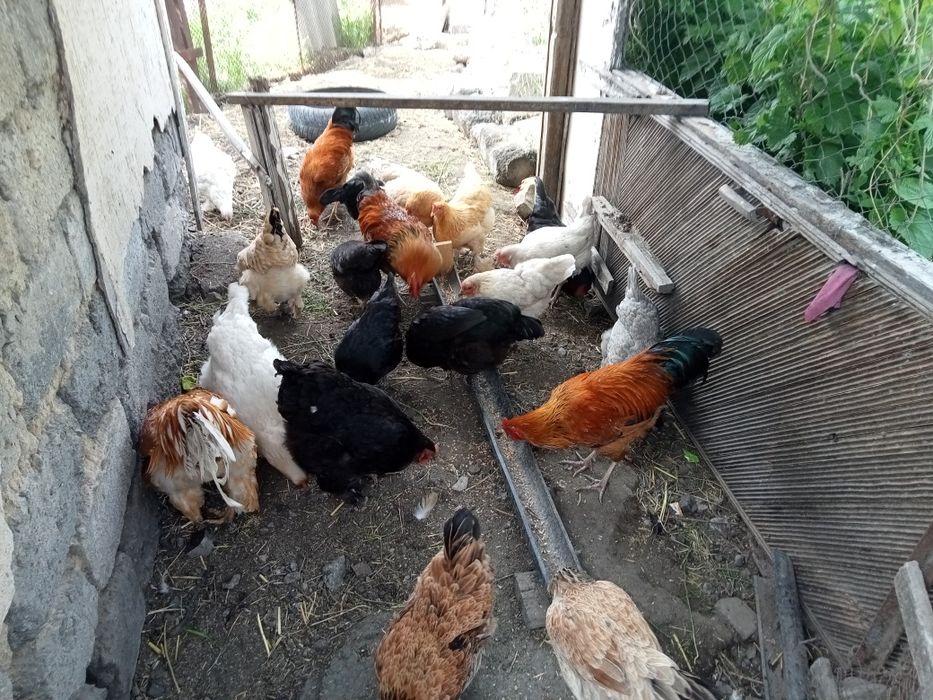 Тауықтар сатылады