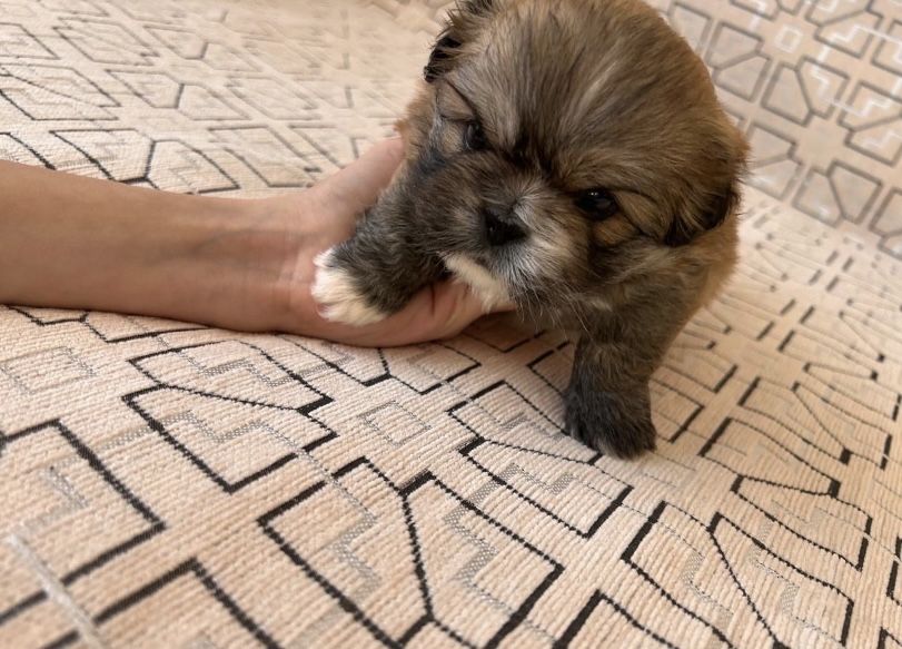 Продадим щенков пекинесов