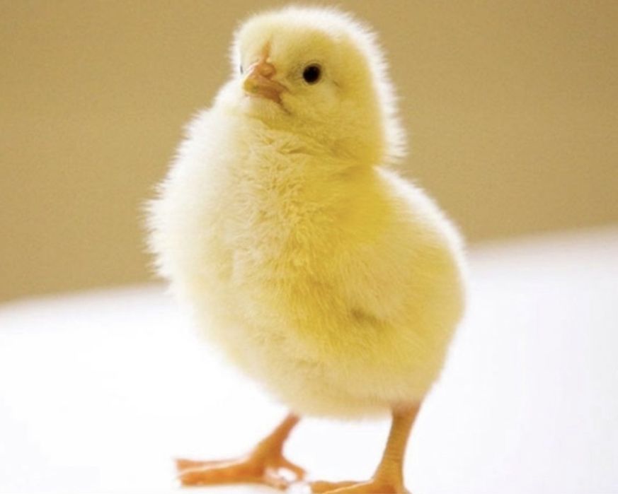 Цыплята бройлера