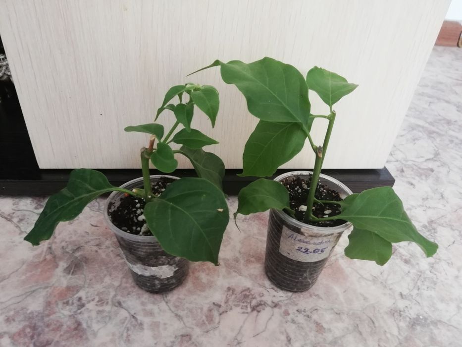 Черенки бугенвиллий (Бугенвиллия)