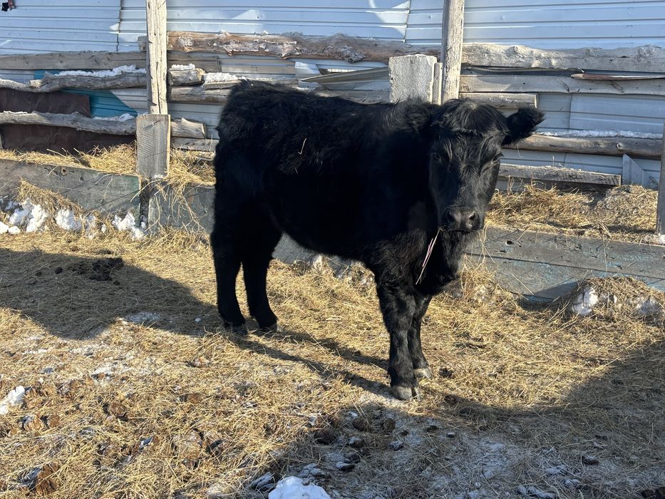 Ангус кашар сатылады