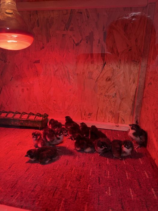 Vand pui rasa Australorp negru