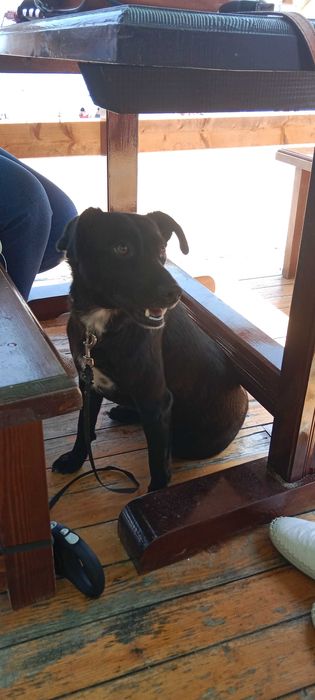 Подаряват се кученца