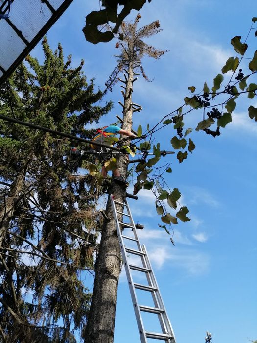 Dobor si toaletez pomi