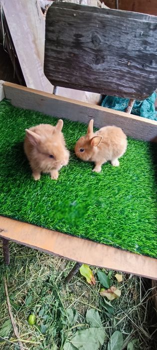 Iepuri rasa pitică de vânzare și berbec