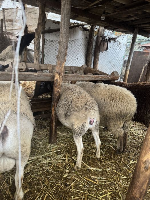 Vand oi dorper gestanta