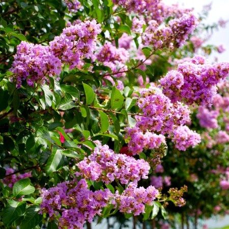 Liliac Indian La Ghiveci