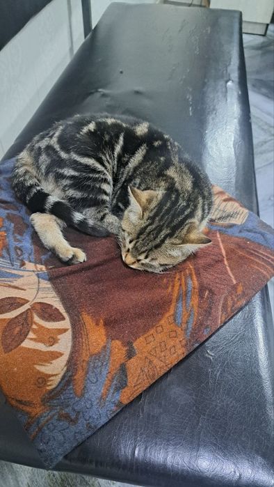 Bengal mushuk 4 oyli