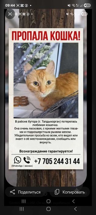 Пропала кошка г.Талдыкорган