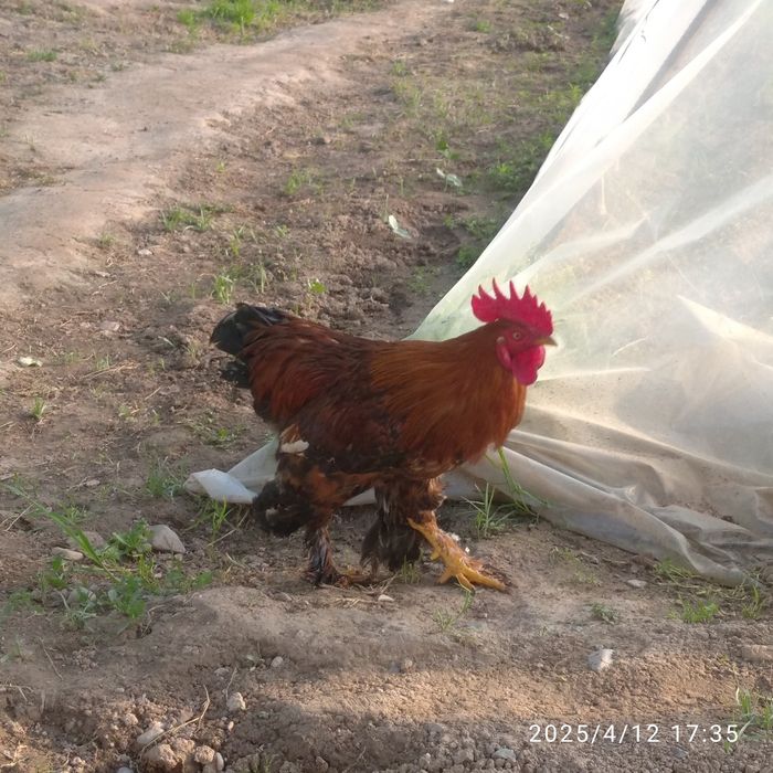 Xoʻrozlar soni 2 ta